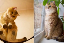 Phiên bản đời thực của mèo đi hia cực nhắng