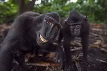 Những bức ảnh “tự sướng” cực chất của loài khỉ mào đen