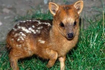 Tận mục hươu nhỏ nhất thế giới vừa chào đời 