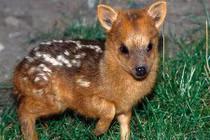 Tận mục hươu nhỏ nhất thế giới vừa chào đời 