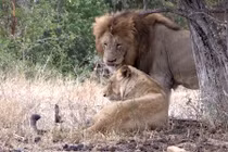 Ngưỡng mộ tình yêu đẹp như ngôn tình của vua sư tử 