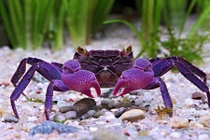 Ngắm loài cua ma cà rồng khiến dân chơi Việt phát cuồng