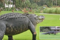 Cá sấu "quái vật" dạo ngang, đàn hươu nín thở đầy kịch tính