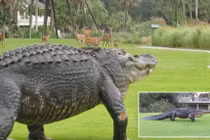 Cá sấu "quái vật" dạo ngang, đàn hươu nín thở đầy kịch tính