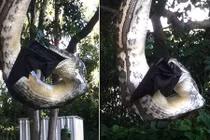 Kinh hoàng trăn khổng lồ nuốt chửng cáo bay đen