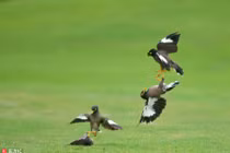 Chim sáo chiến đấu tập thể kịch tính trên sân golf 