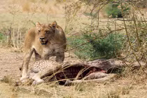 Hãi hùng sư tử cái xé xác hươu cao cổ con