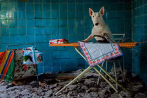 Cuộc phiêu lưu của cô chó nghĩ mình là con người 