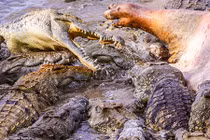 Kinh hoàng cảnh tượng cá sấu ăn thịt hà mã 