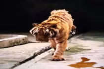 Để hổ quá đói, nhân viên sở thú gặp chuyện kinh hoàng