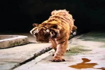 Để hổ quá đói, nhân viên sở thú gặp chuyện kinh hoàng