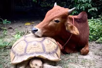 Rùa khổng lồ cưu mang bò cụt chân, trở thành bạn trí cốt