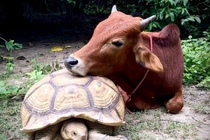 Rùa khổng lồ cưu mang bò cụt chân, trở thành bạn trí cốt