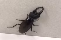 Sự thật về con gián có đầu bọ hung, khiến dân tình sôi sục