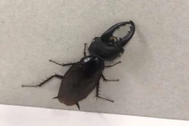 Sự thật về con gián có đầu bọ hung, khiến dân tình sôi sục