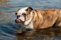 Những khám phá không thể ngờ về giống chó bulldog 