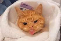 Chú mèo có mặt luôn giận dữ đốn tim bất kỳ ai