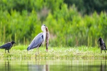 Bầy quạ “đánh hội đồng” cướp cá của diệc trắng