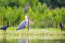 Bầy quạ “đánh hội đồng” cướp cá của diệc trắng