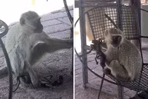 Nhói lòng khỉ mẹ ôm xác con chết khô suốt 10 ngày chăm bẵm