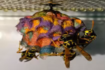 Choáng ngợp những ngôi nhà sặc sỡ của ong bắp cày