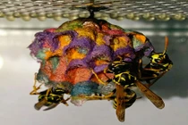 Choáng ngợp những ngôi nhà sặc sỡ của ong bắp cày