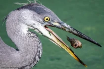 Nhảy nhót tung tăng, cá nhỏ tự dâng đến miệng "quái thú"