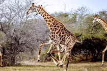 Cơ thể đầy “răng cưa”, đây là con hươu cao cổ kỳ lạ nhất