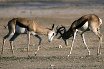 Linh dương húc nhau tranh "tình" một cách điên cuồng