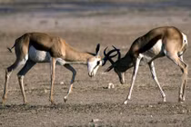 Linh dương húc nhau tranh "tình" một cách điên cuồng