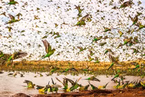 Cơn lốc xoáy ngoạn mục của hàng trăm ngàn vẹt yến phụng