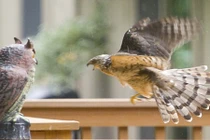 Diều hâu ngốc nghếch ra sức khiêu khích cú giả