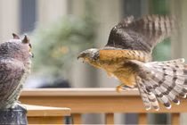 Diều hâu ngốc nghếch ra sức khiêu khích cú giả