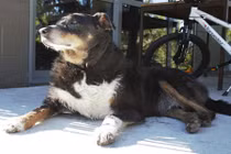 Chú chó mất tích khiến gia đình lo sốt vó... và lý do ngưỡng mộ