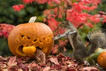 Khi những chú sóc đáng yêu trổ tài khắc bí siêu đỉnh