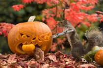 Khi những chú sóc đáng yêu trổ tài khắc bí siêu đỉnh