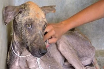 Chú chó dị ứng với người phục hồi đáng kinh ngạc