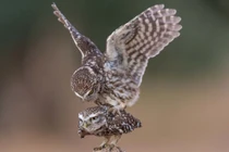 Khoảnh khắc kỳ lạ đôi cú "quan hệ" như biểu diễn xiếc