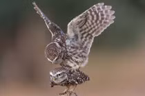 Khoảnh khắc kỳ lạ đôi cú "quan hệ" như biểu diễn xiếc