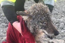 Cứu chó lang thang, ai ngờ là con vật khó tin 