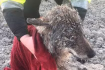 Cứu chó lang thang, ai ngờ là con vật khó tin 