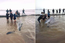 Những lần cá voi khổng lồ dạt biển Việt Nam chấn động