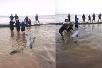 Những lần cá voi khổng lồ dạt biển Việt Nam chấn động