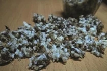 Trứng kiến gai đen 700.000 đồng/kg có thật sự bổ?