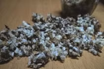 Trứng kiến gai đen 700.000 đồng/kg có thật sự bổ?