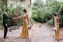 "Băng đảng" gấu mèo xuất hiện chớp nhoáng "troll" cô dâu chú rể