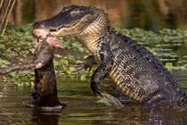 Kinh hoàng cảnh cá sấu "đớp phát chết luôn" con mồi xấu số