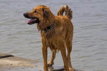 Chú chó vượt 100km quay về cắn chủ vì điều bất ngờ