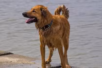 Chú chó vượt 100km quay về cắn chủ vì điều bất ngờ