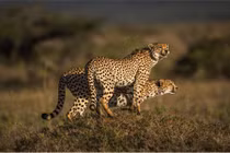 Tình anh em kỳ lạ của đôi báo đốm hoang dã 